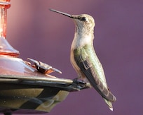 Rufous hummingbird