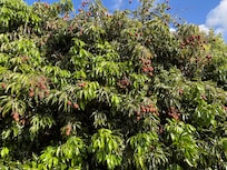 Juicy lychees outside cottage