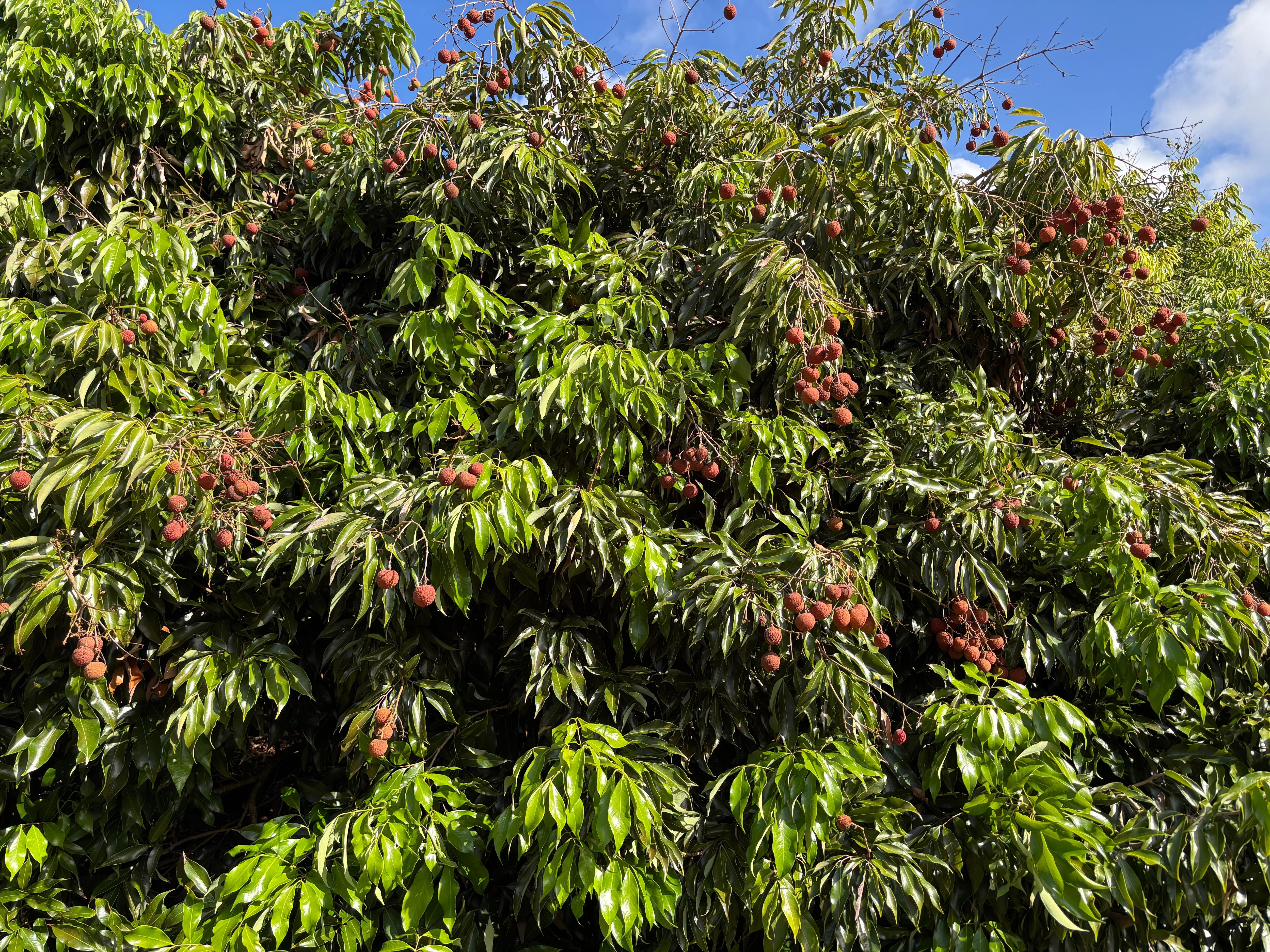 Juicy lychees outside cottage