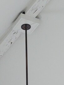Roosting bat in crevice