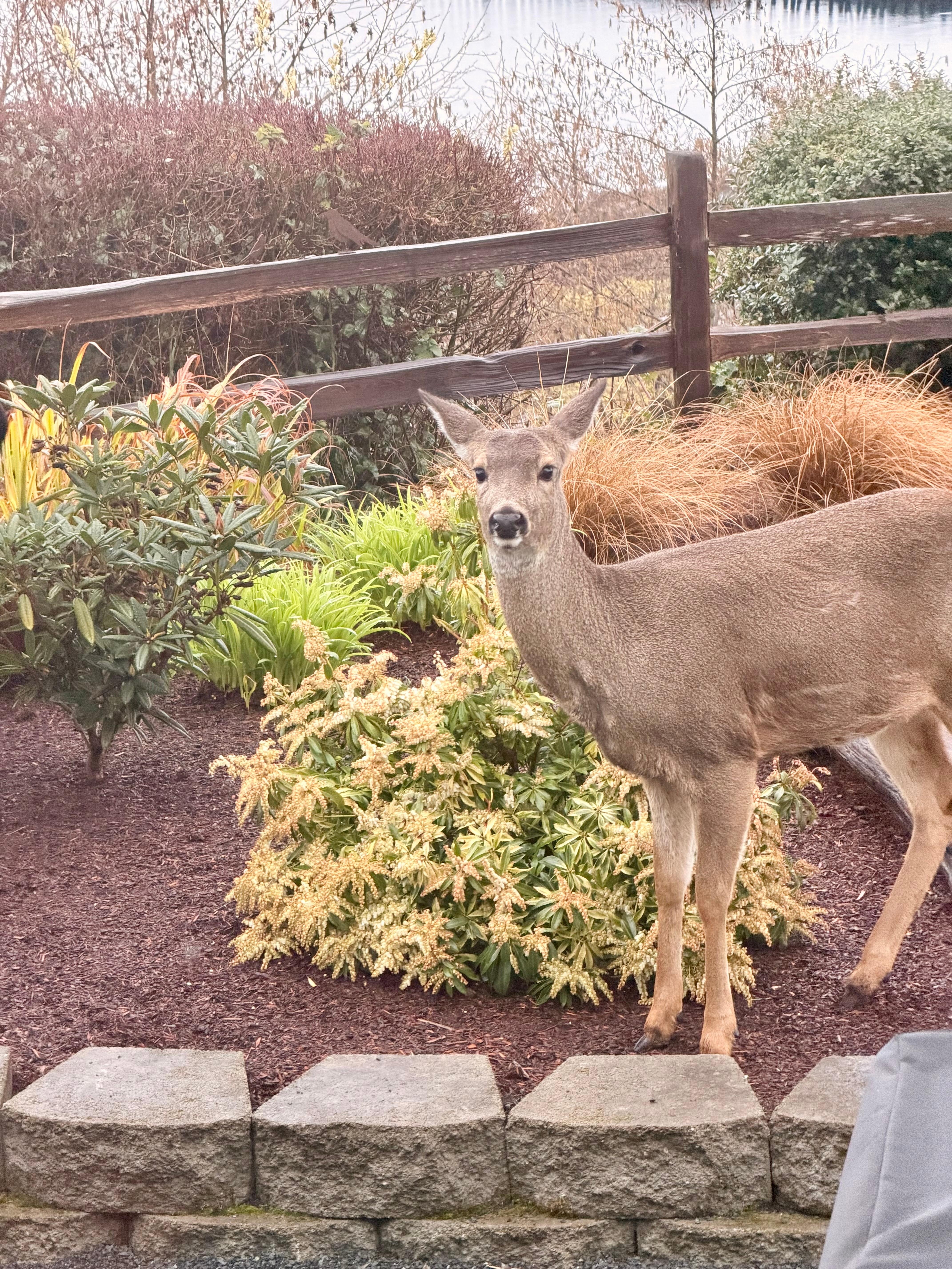 A visitor behind the house. 