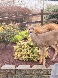 A visitor behind the house.