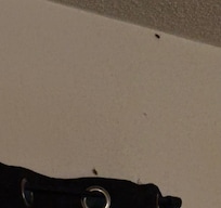 Roaches in the room