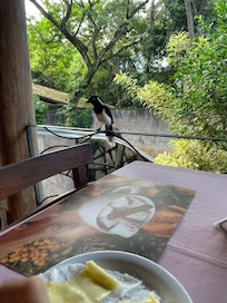 Meu companheiro de café da manhã