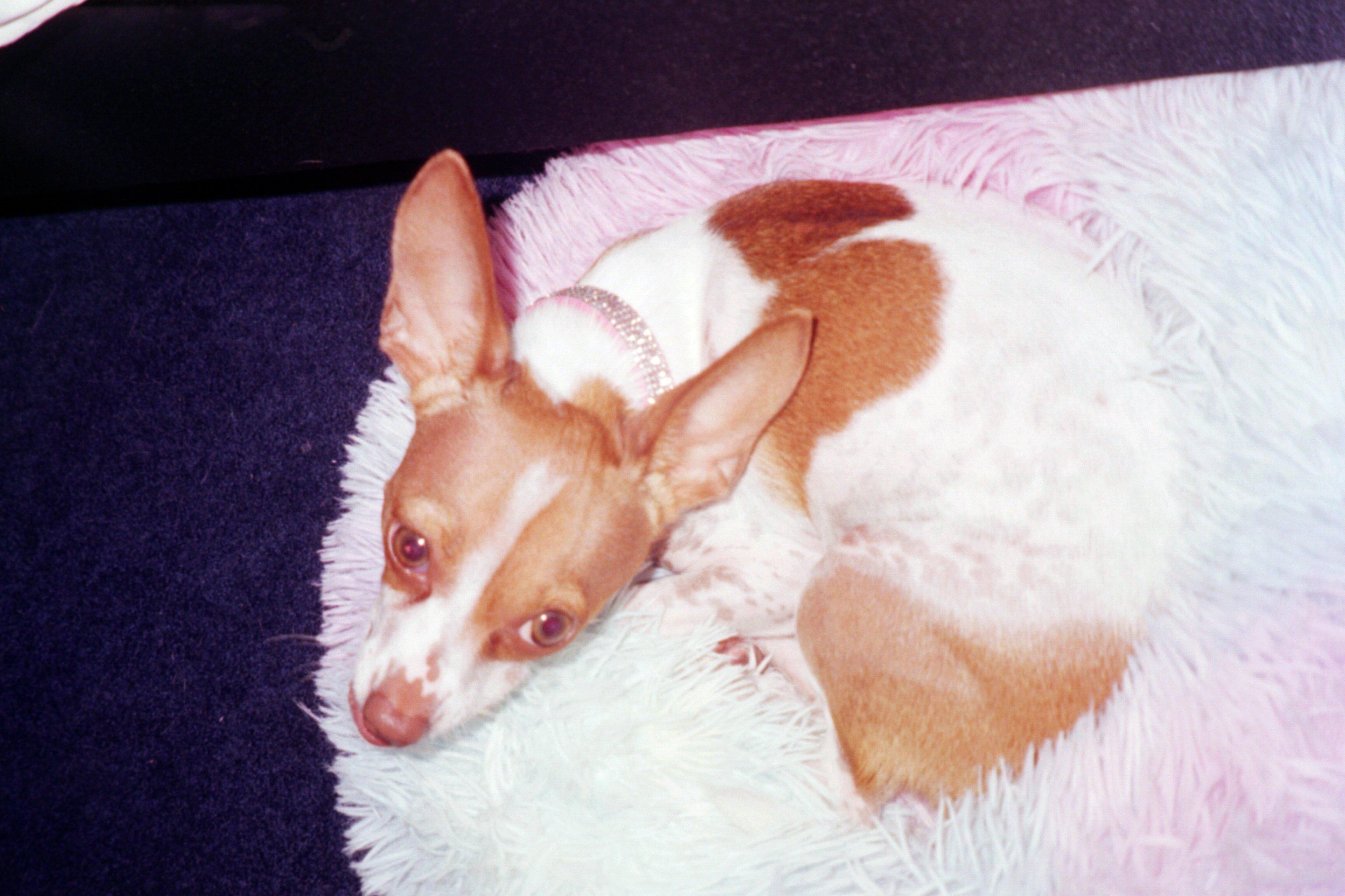 This is my BabyGirl. She is my spoit rotten little girl and I love her!!