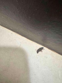 Dead cockroach in the bathroom at check-in; returning to front desk to resolve this we found the desk unstaffed with no one to help us.
