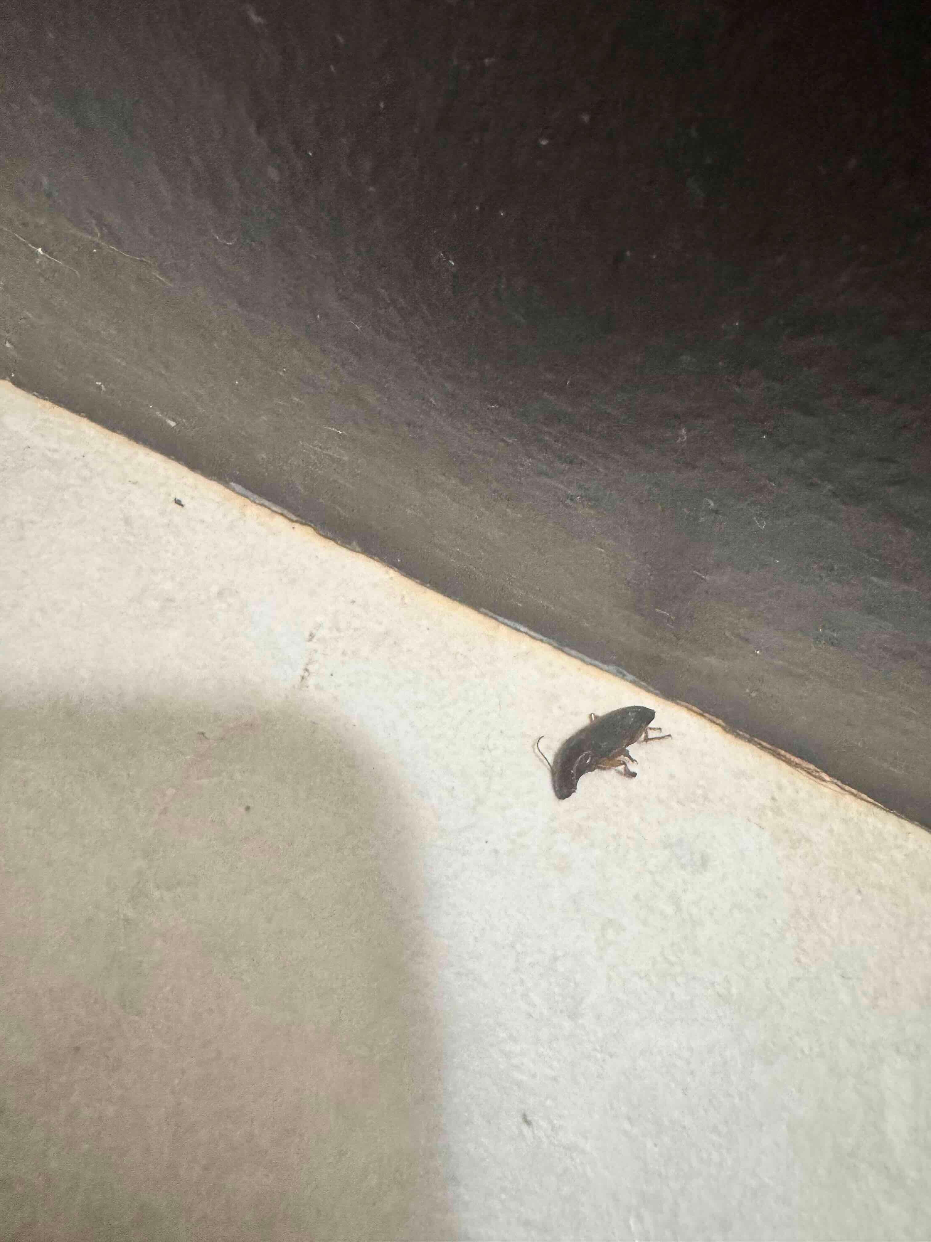 Dead cockroach in the bathroom at check-in; returning to front desk to resolve this we found the desk unstaffed with no one to help us.