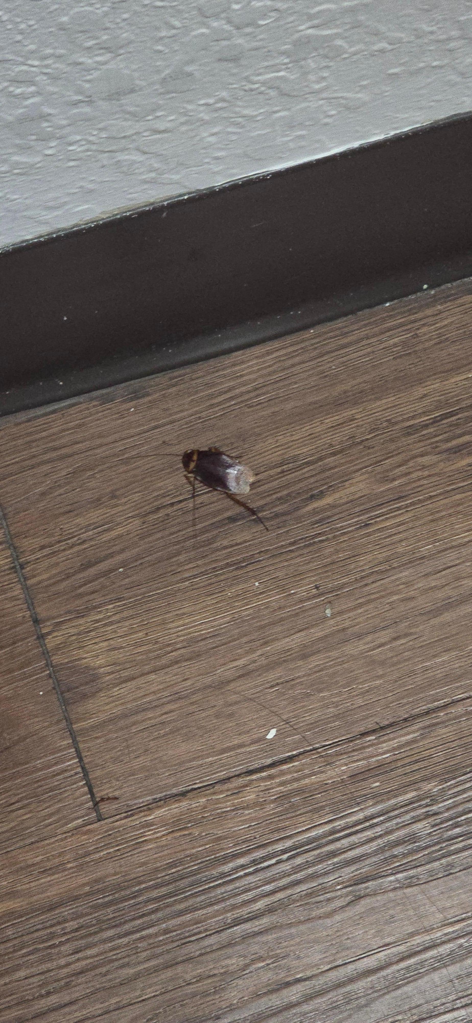 Bug in the hallway near our room (after we stepped on it and smashed it). You can't make this stuff up.
