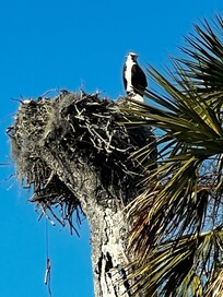 Osprey nest across the street from entrance.