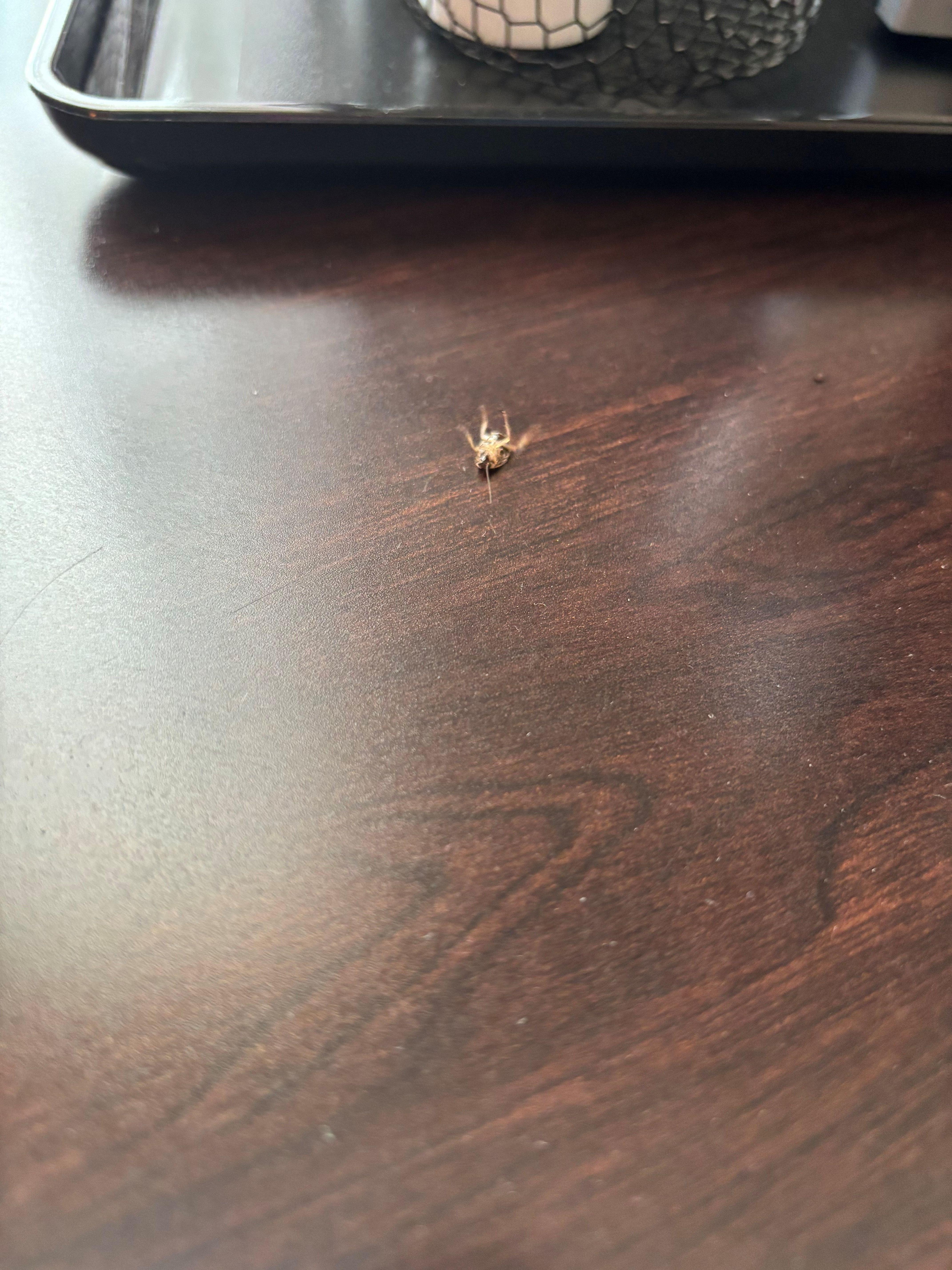 bug was alive and moving