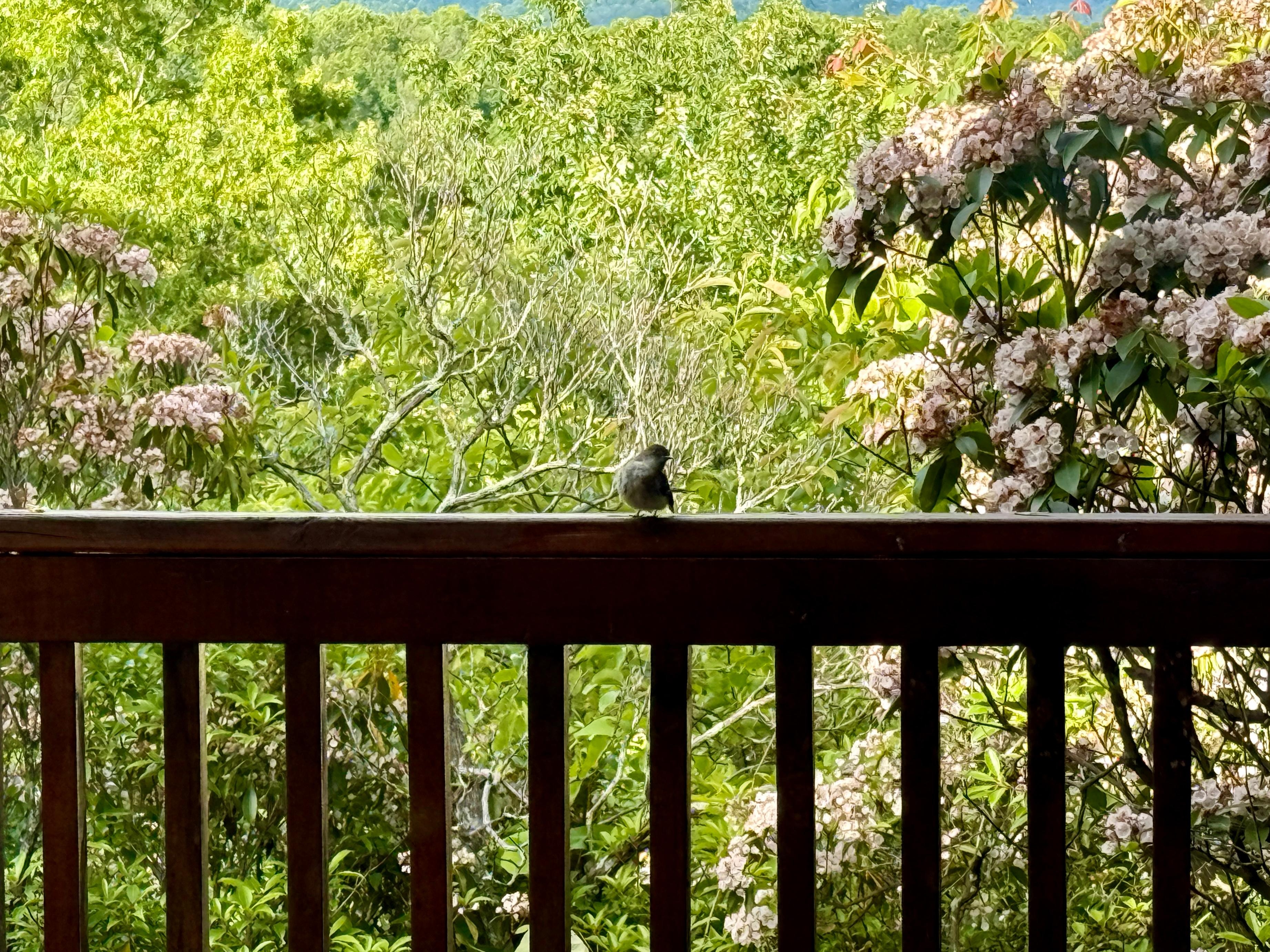 An Eastern Phoebe who had made a nest on one of the porch ceiling fans.
