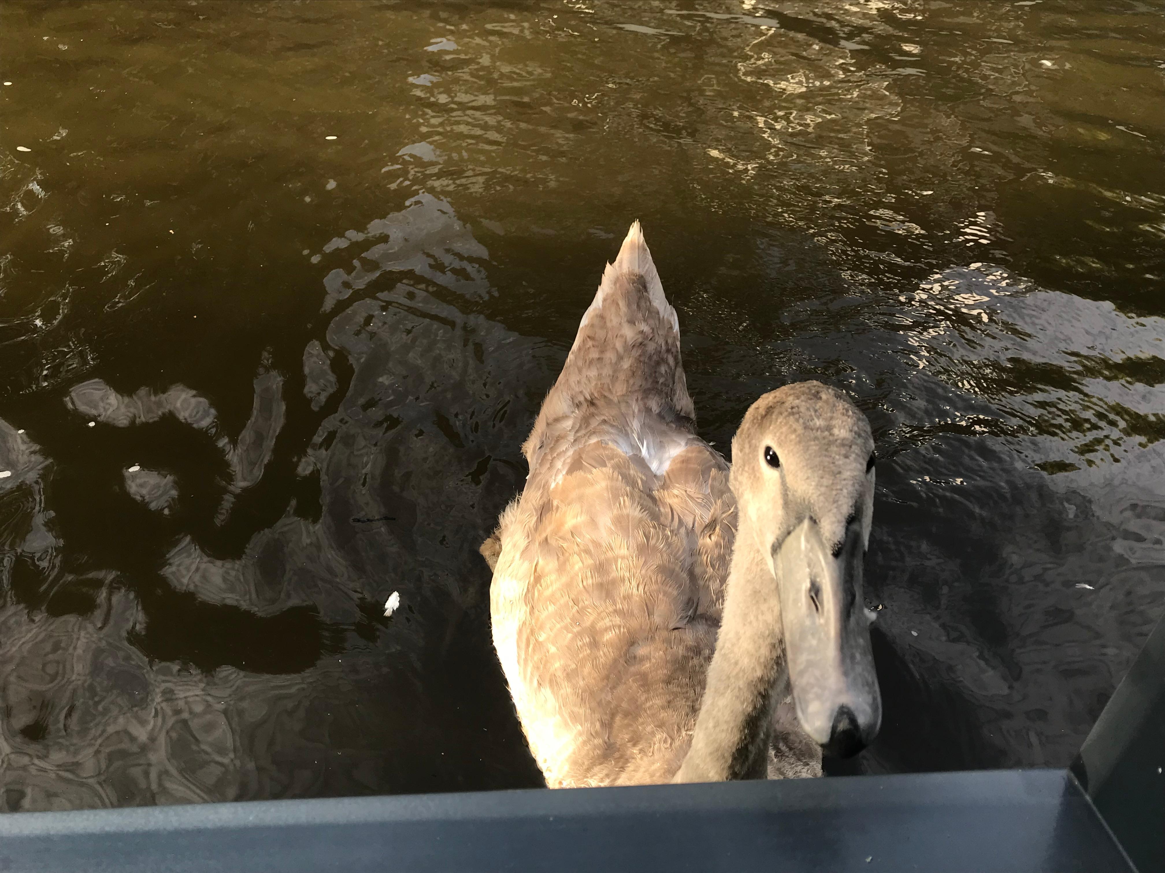 A friendly swan visited!