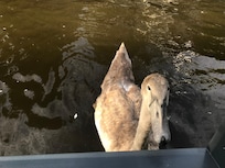 A friendly swan visited!