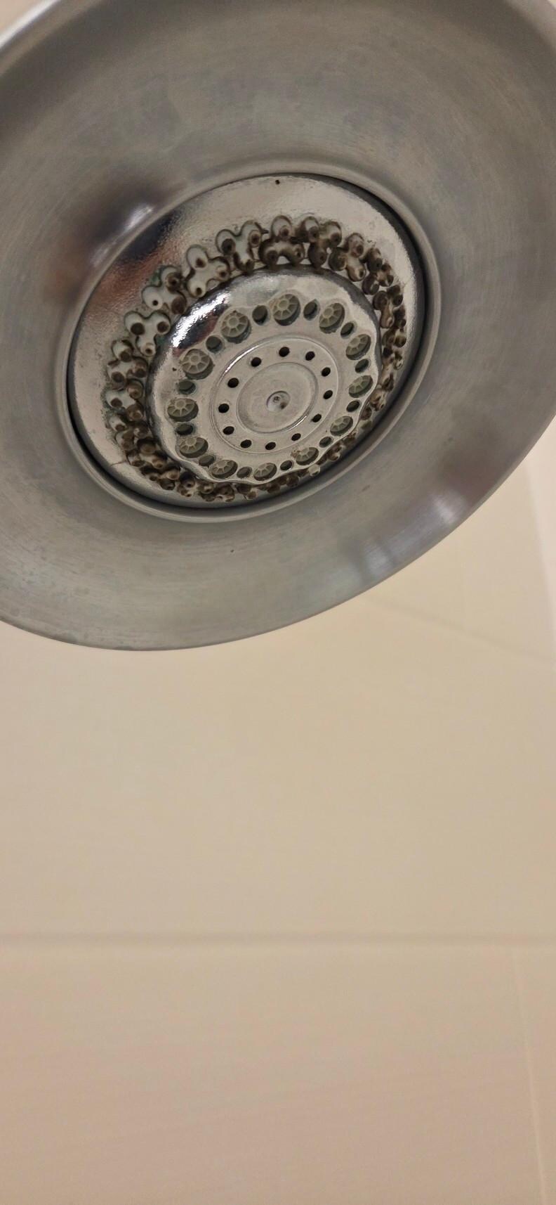 Moldy shower head