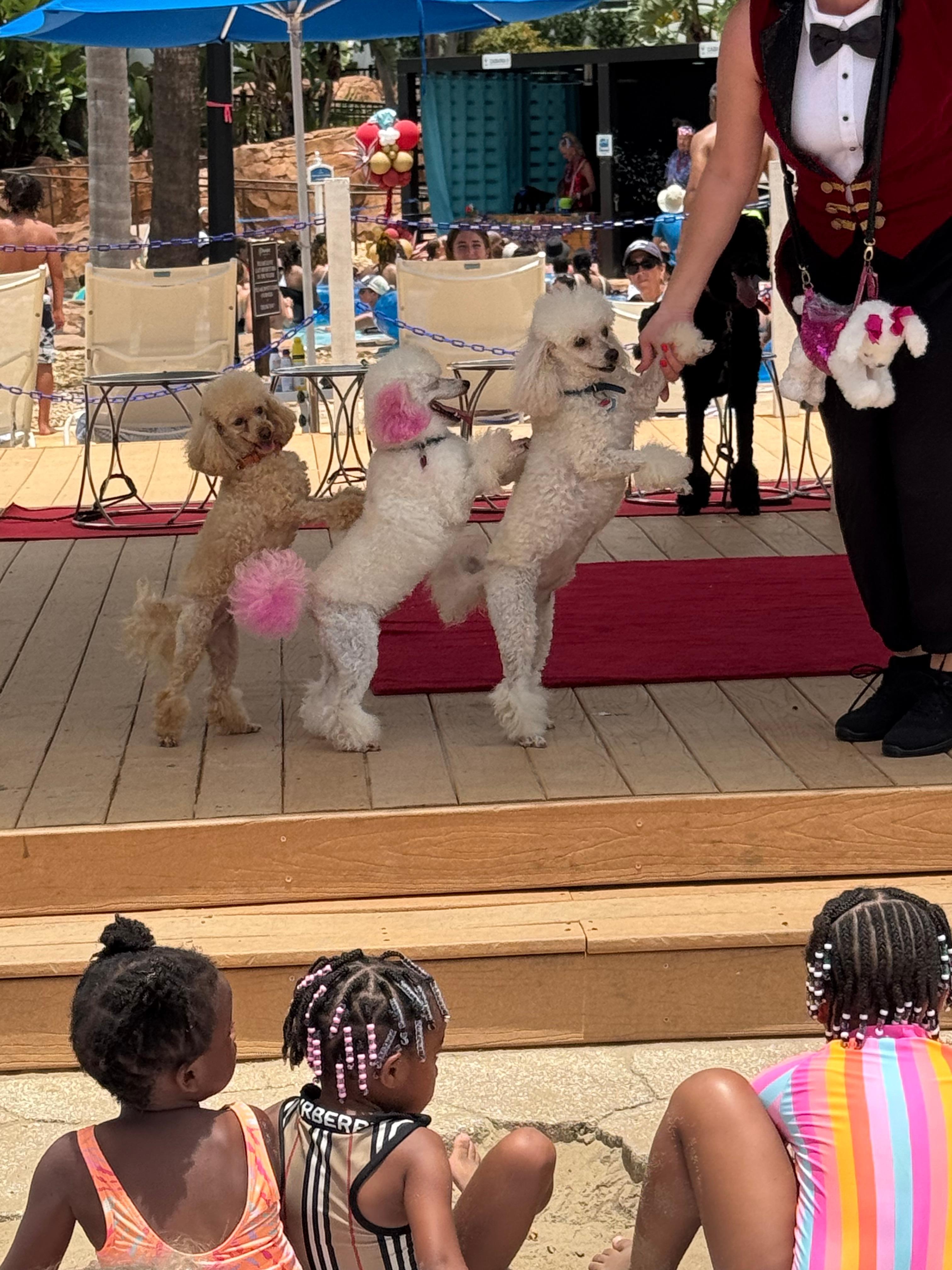 Dog show due to holiday weekend
