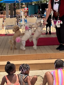 Dog show due to holiday weekend
