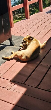 Rosco in his spot on the deck.