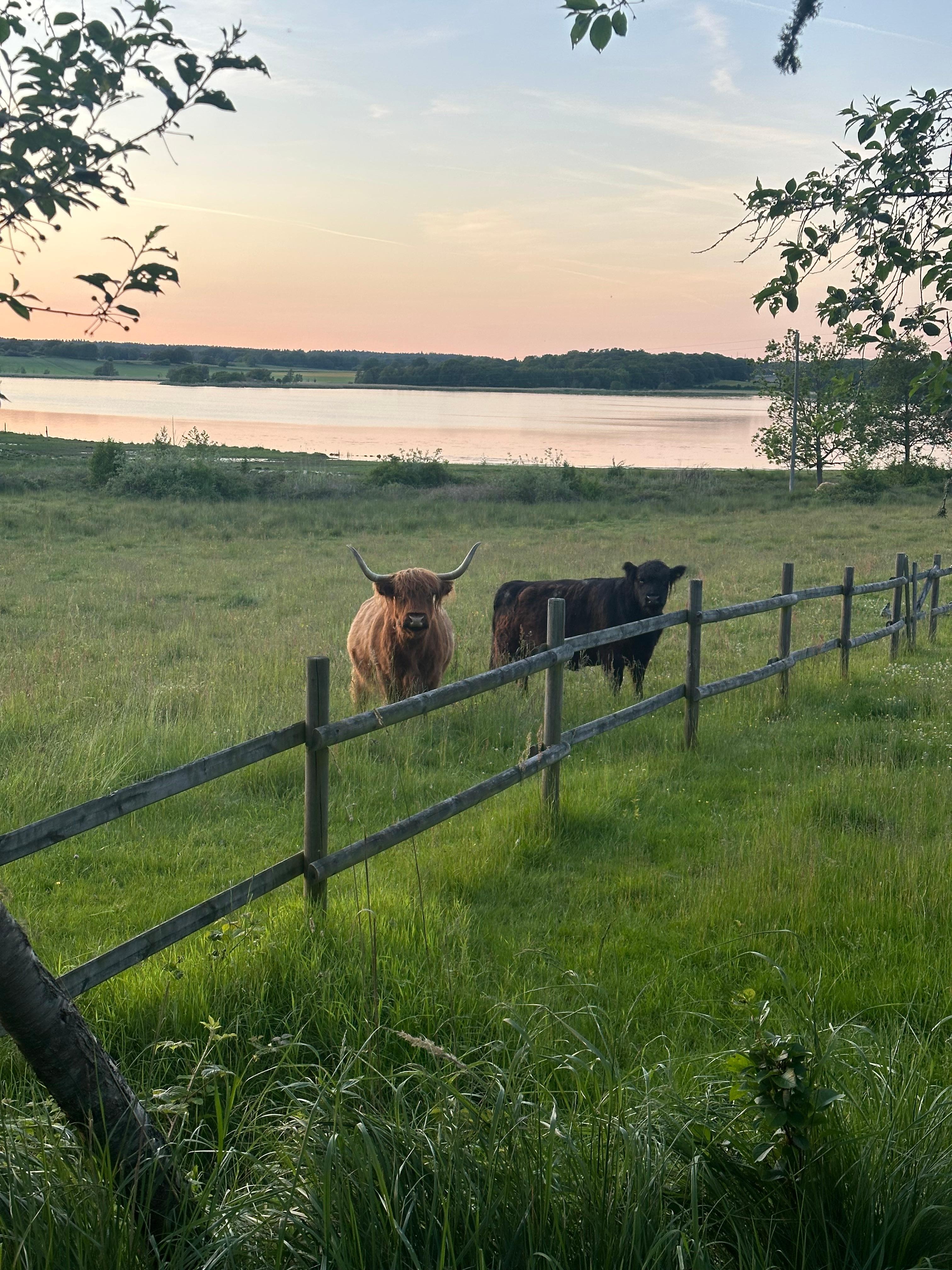 Die Rinder oder die Bio Rasenmäher 
