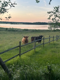 Die Rinder oder die Bio Rasenmäher