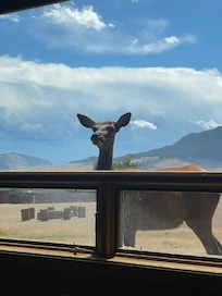 Elk looking into our cabin while we ate breakfast.