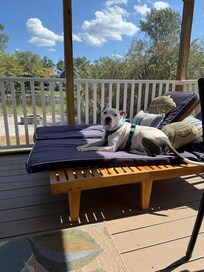 One of our dogs relaxing on the porch.