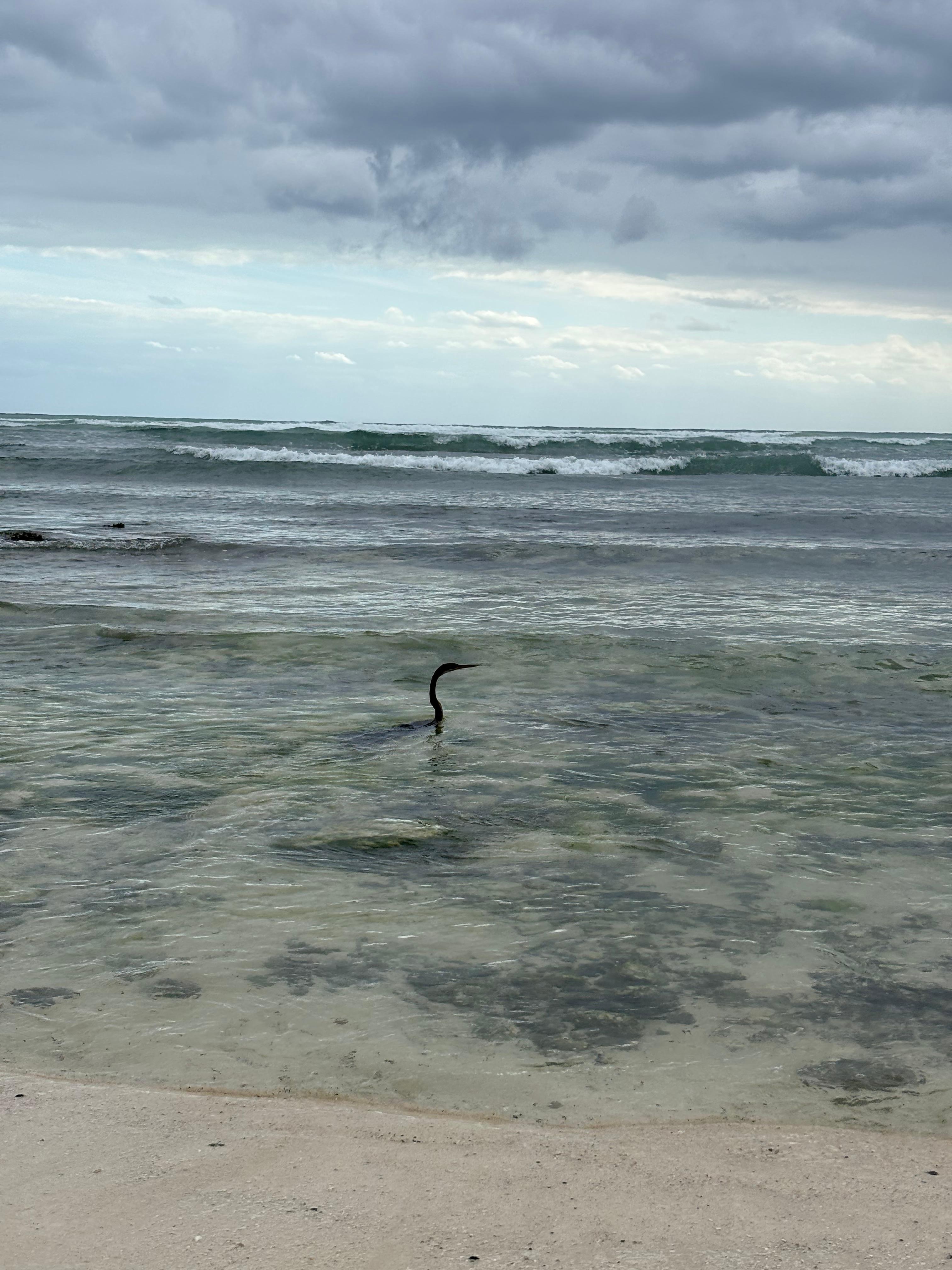 Anhinga catching fish off the beach at the resort