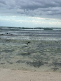 Anhinga catching fish off the beach at the resort