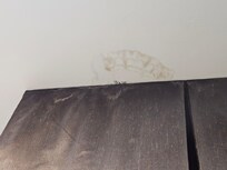 Mold on ceiling