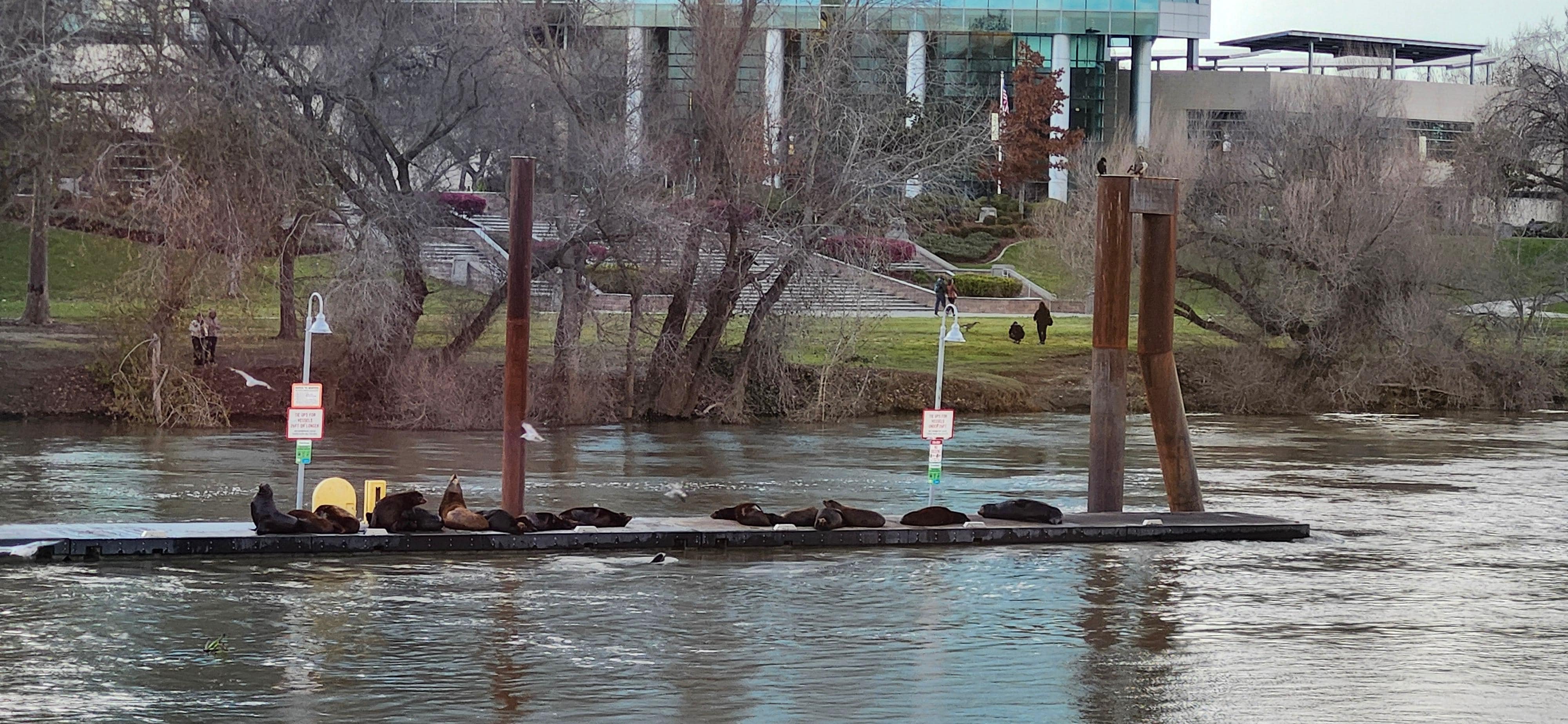Sea lions visible from my room!