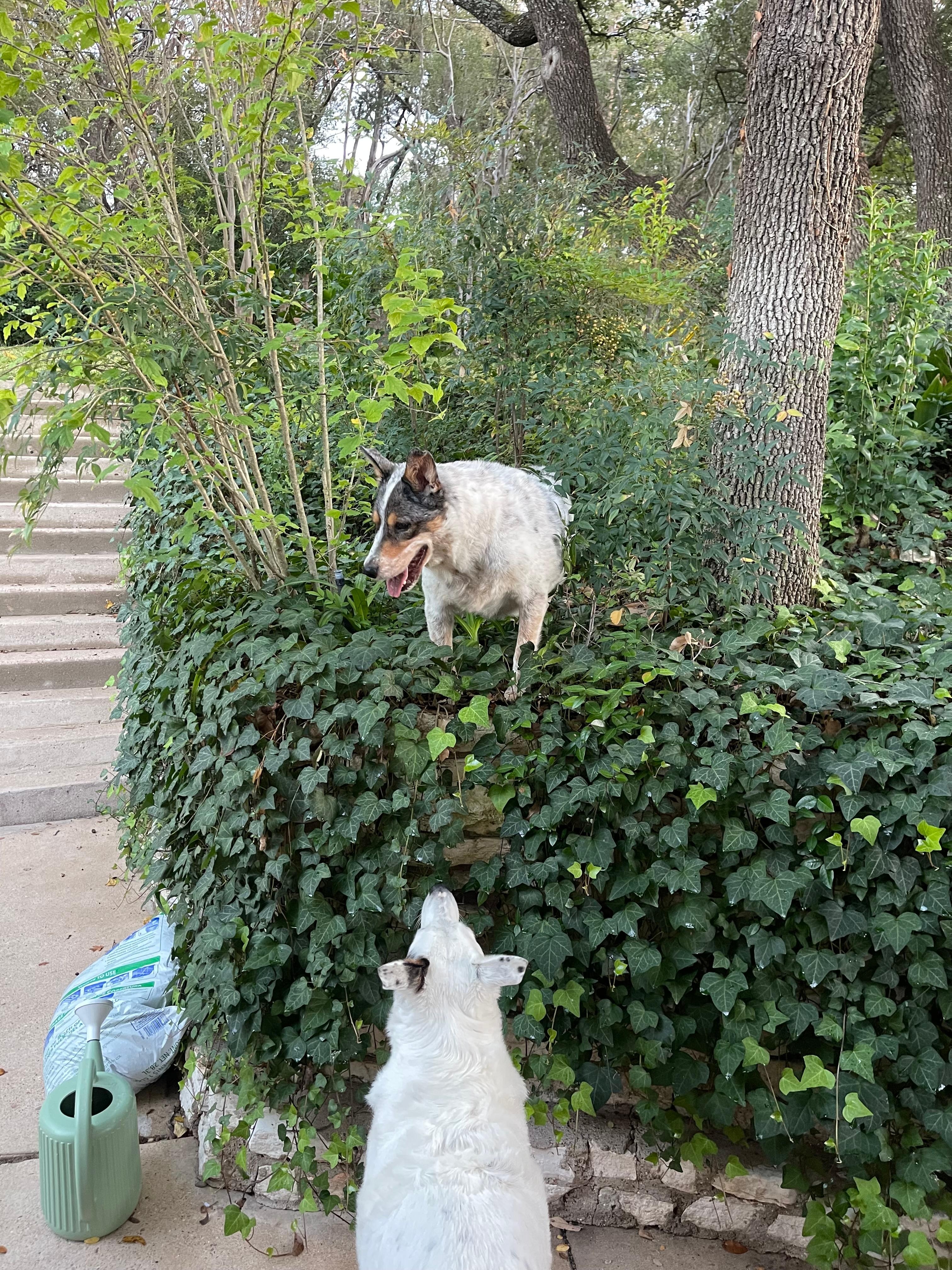 Brother, you cannot jump down from there! Go back to the stairs! 