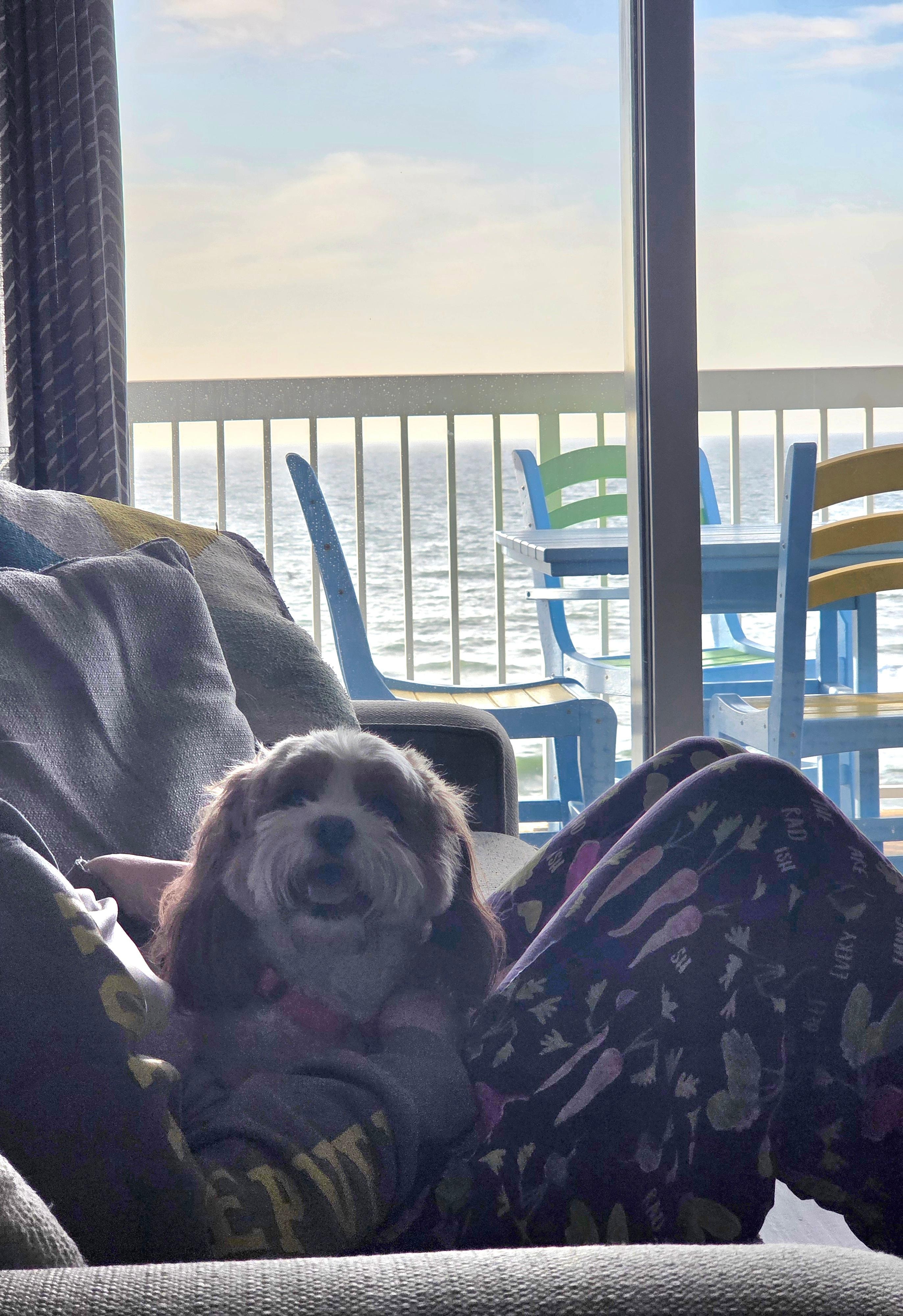 Happy pup to be with us on vacation 