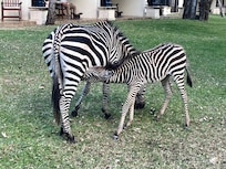 Mama and baby zebra