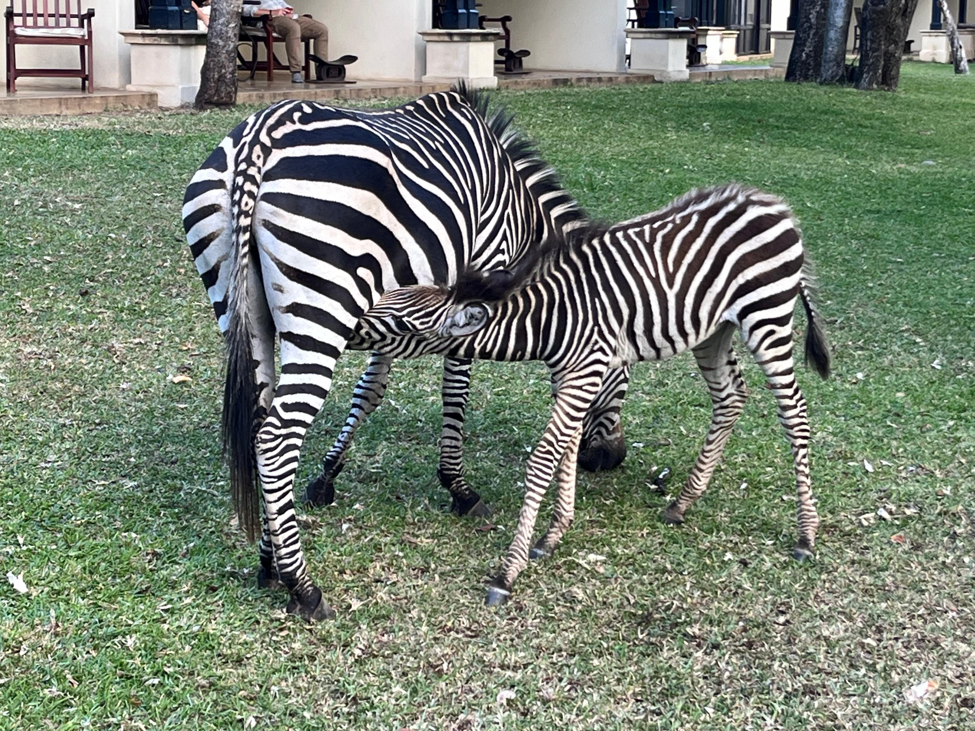 Mama and baby zebra