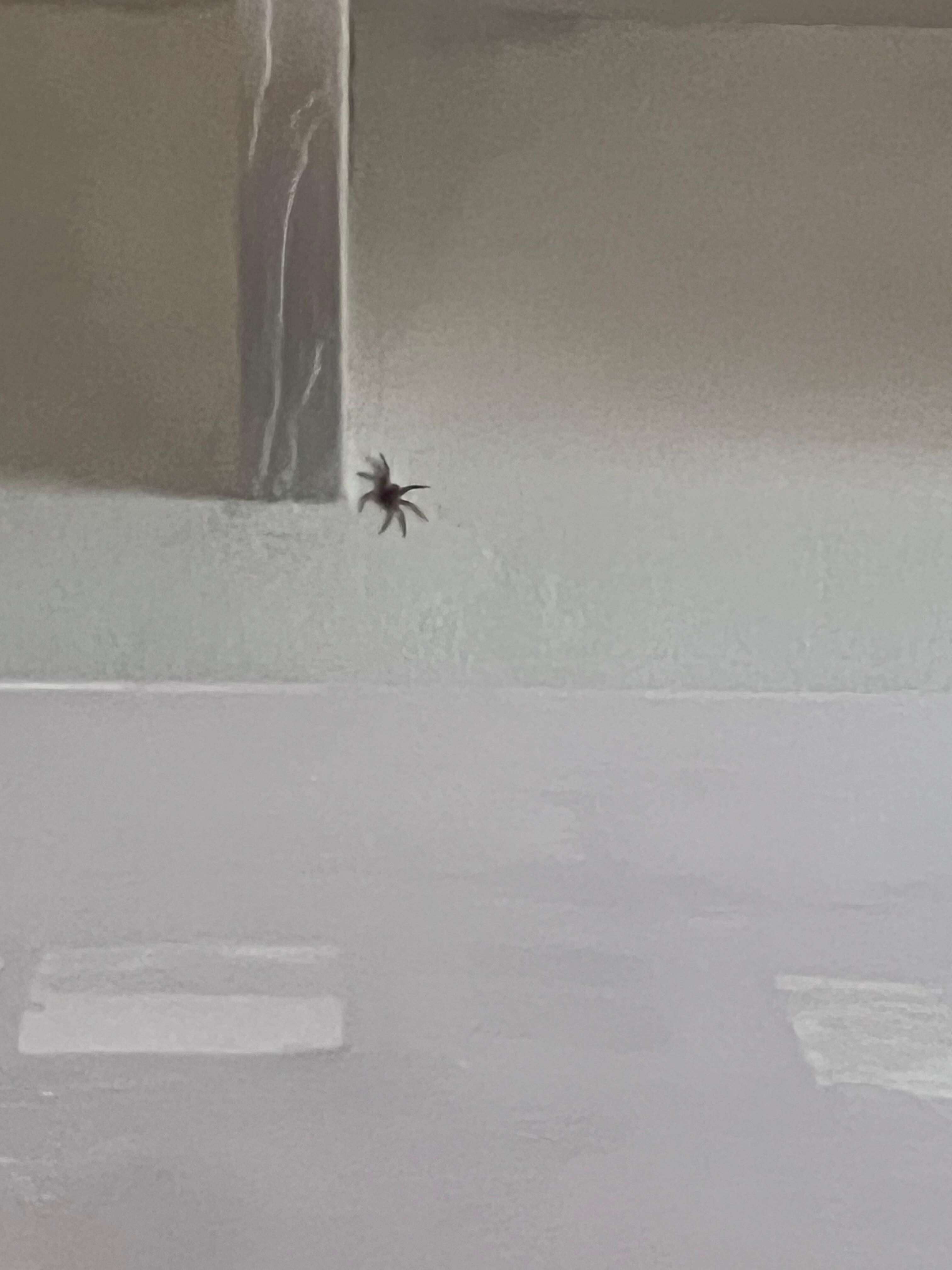 This is the spider over near the bed and AC unit