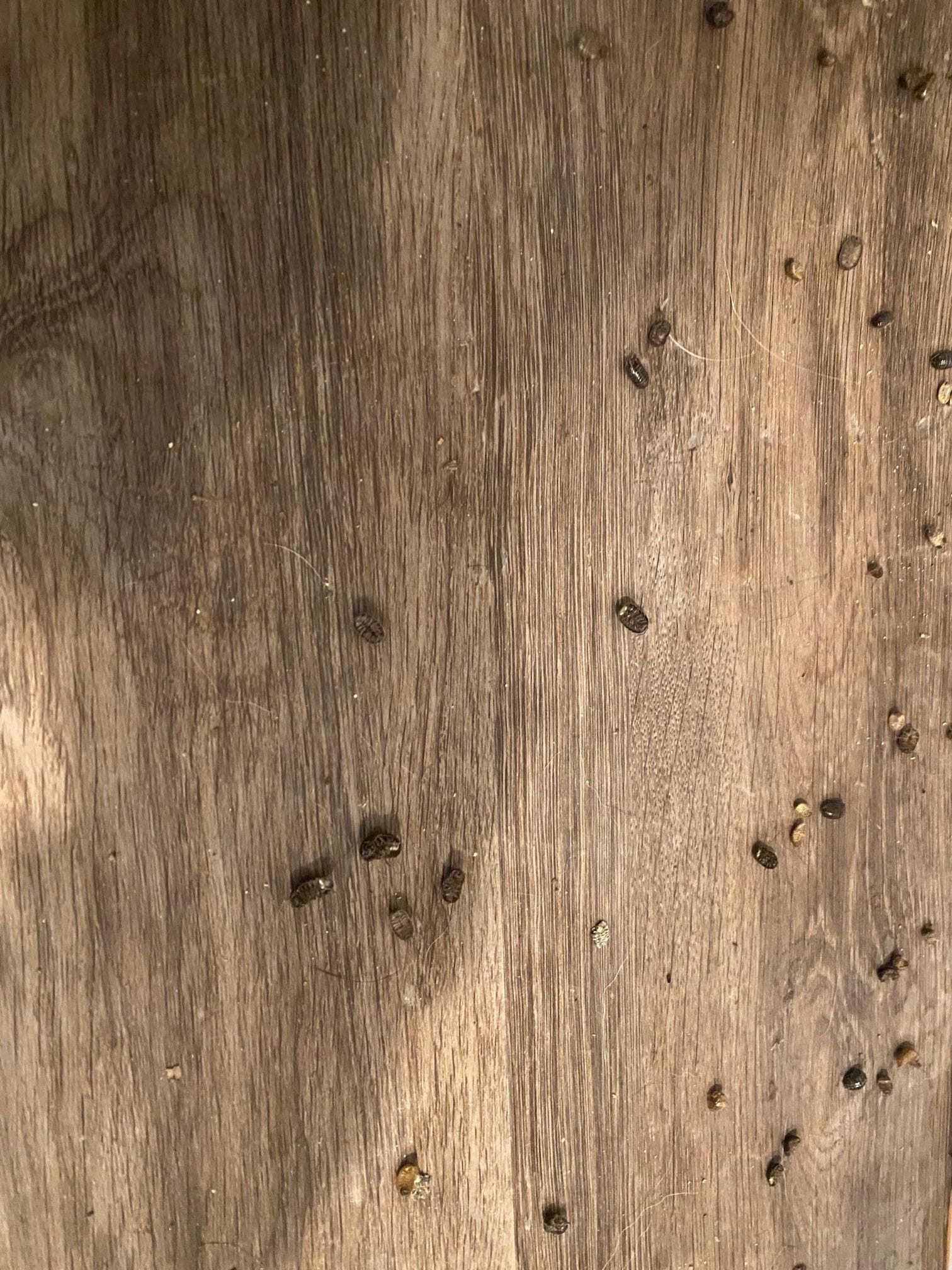 Bug Infestation