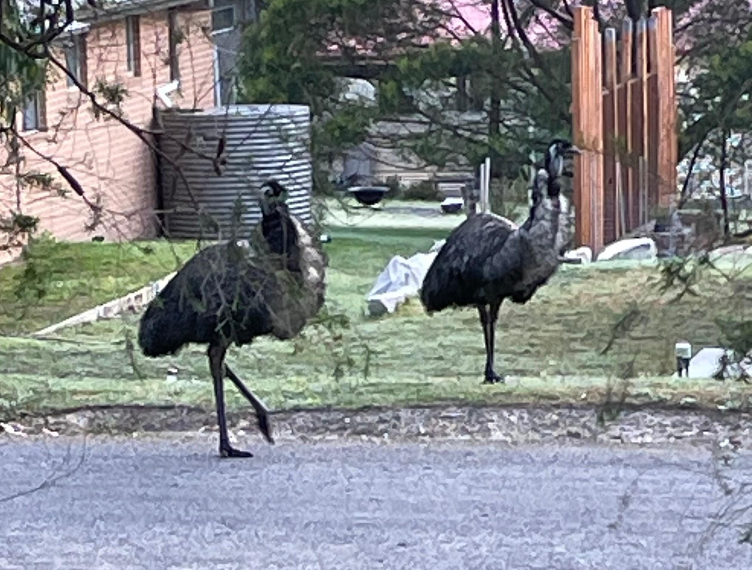 Emu’s outside property 
