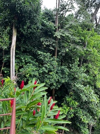 White face monkey's somewhere in there! We had 3 visits from them! They left a few "deposits" on the patio one day - nice pile of beans ;). We knew to close all doors before leaving for adventures!