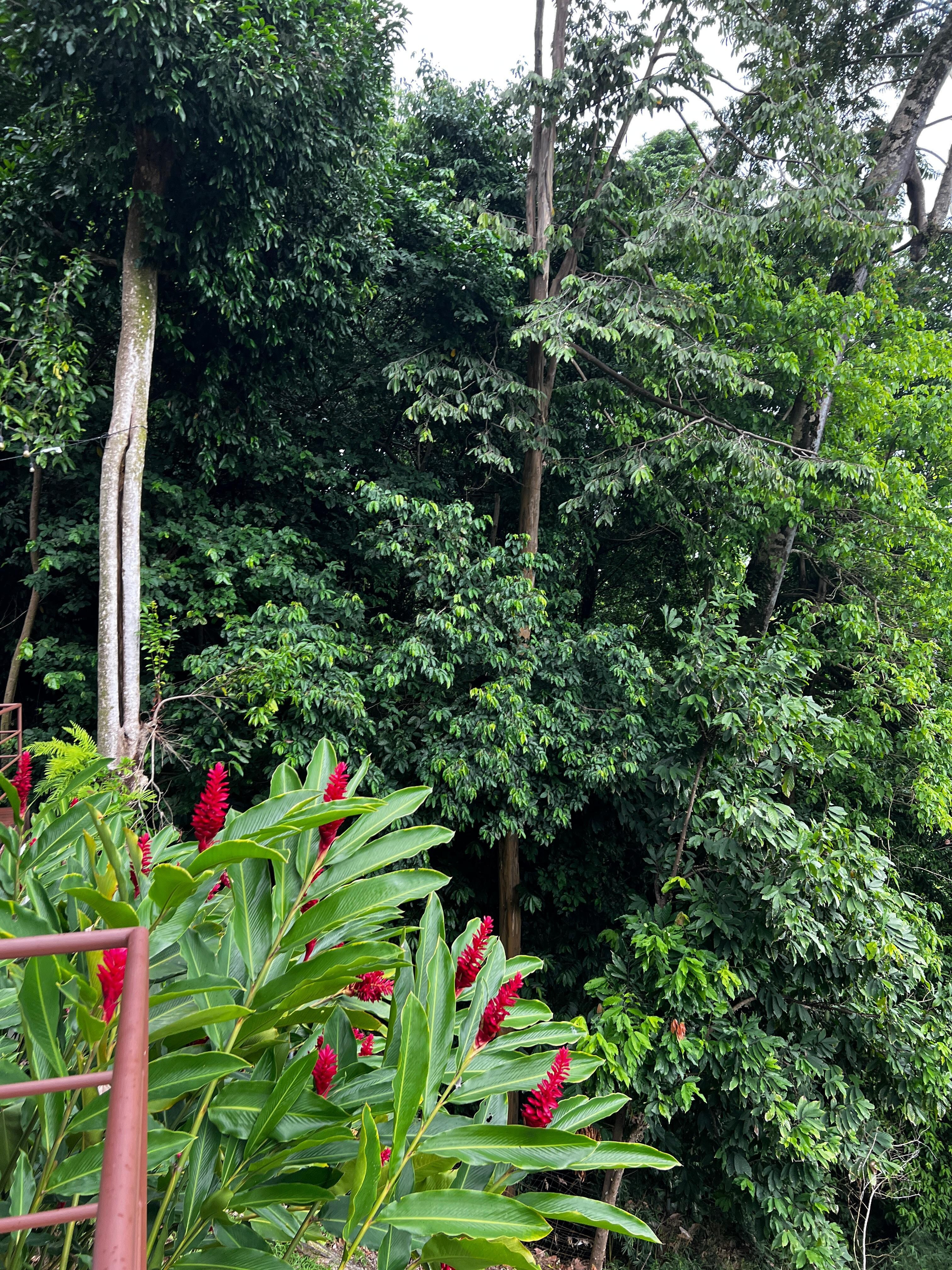 White face monkey's somewhere in there! We had 3 visits from them! They left a few "deposits" on the patio one day - nice pile of beans ;). We knew to close all doors before leaving for adventures!