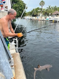 Snapper and sharks from the dock