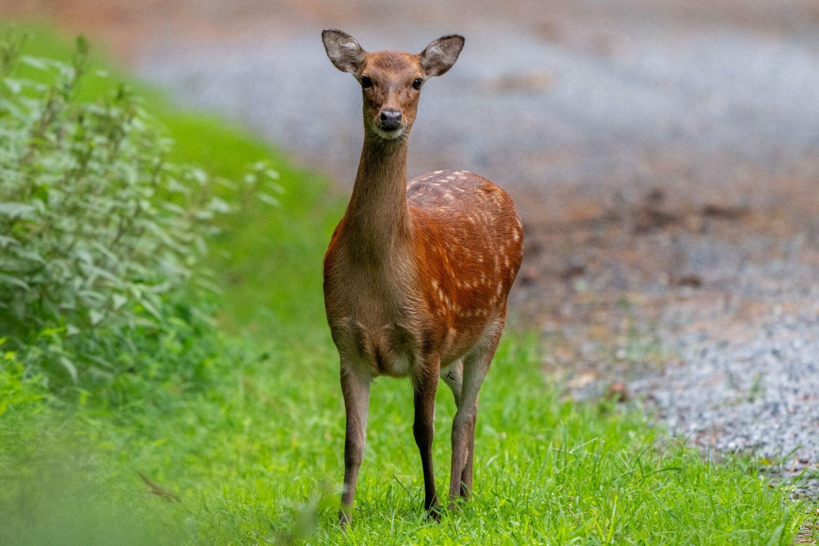 Deer in Wildlife Loop (very close)
