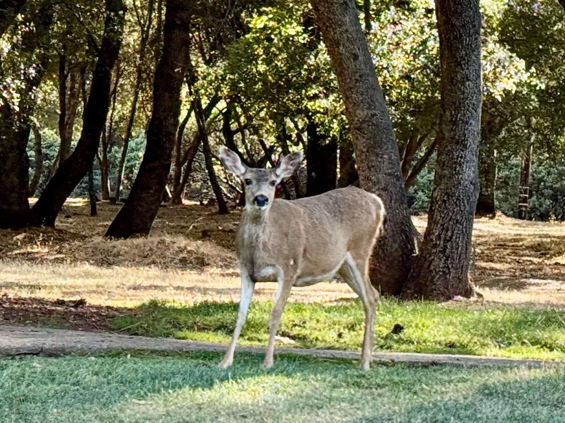 Deer in the neighborhood 