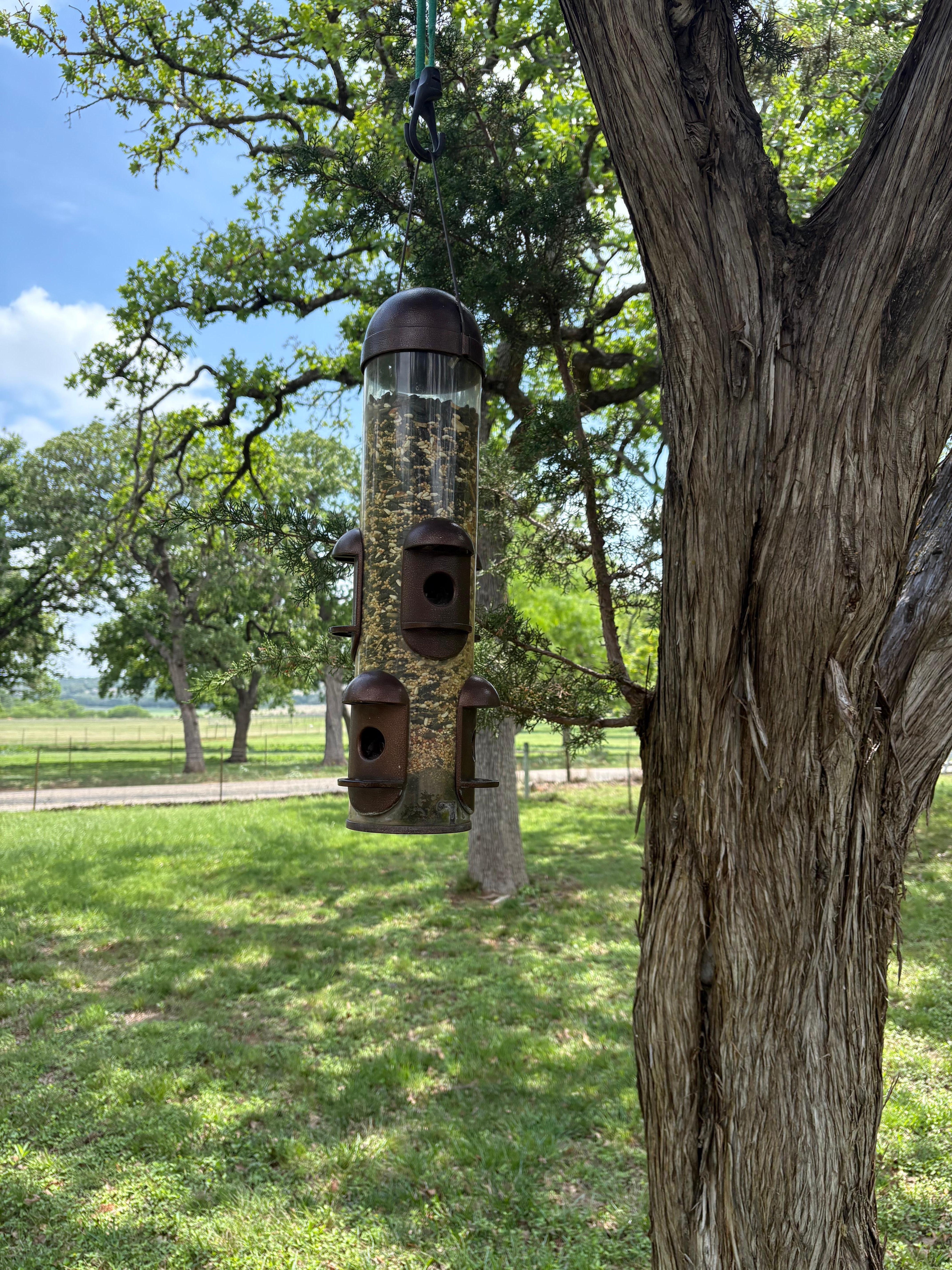 Bird feeder in the front yard. So many different birds!