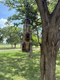 Bird feeder in the front yard. So many different birds!
