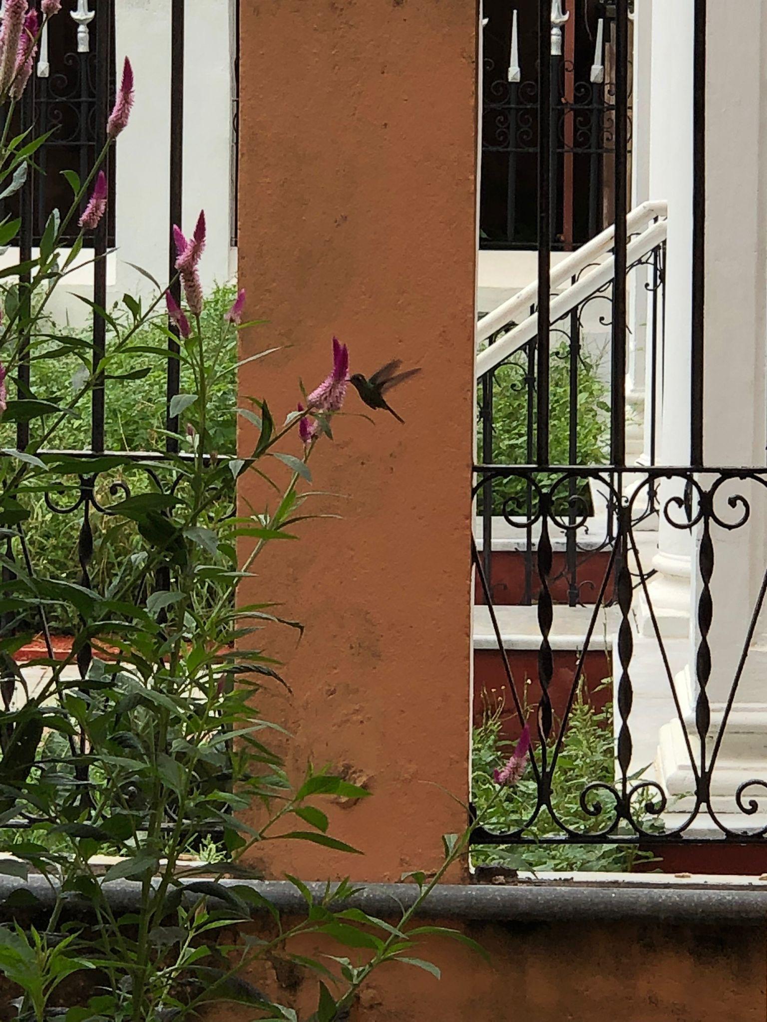 Colibrí dándonos los buenos días