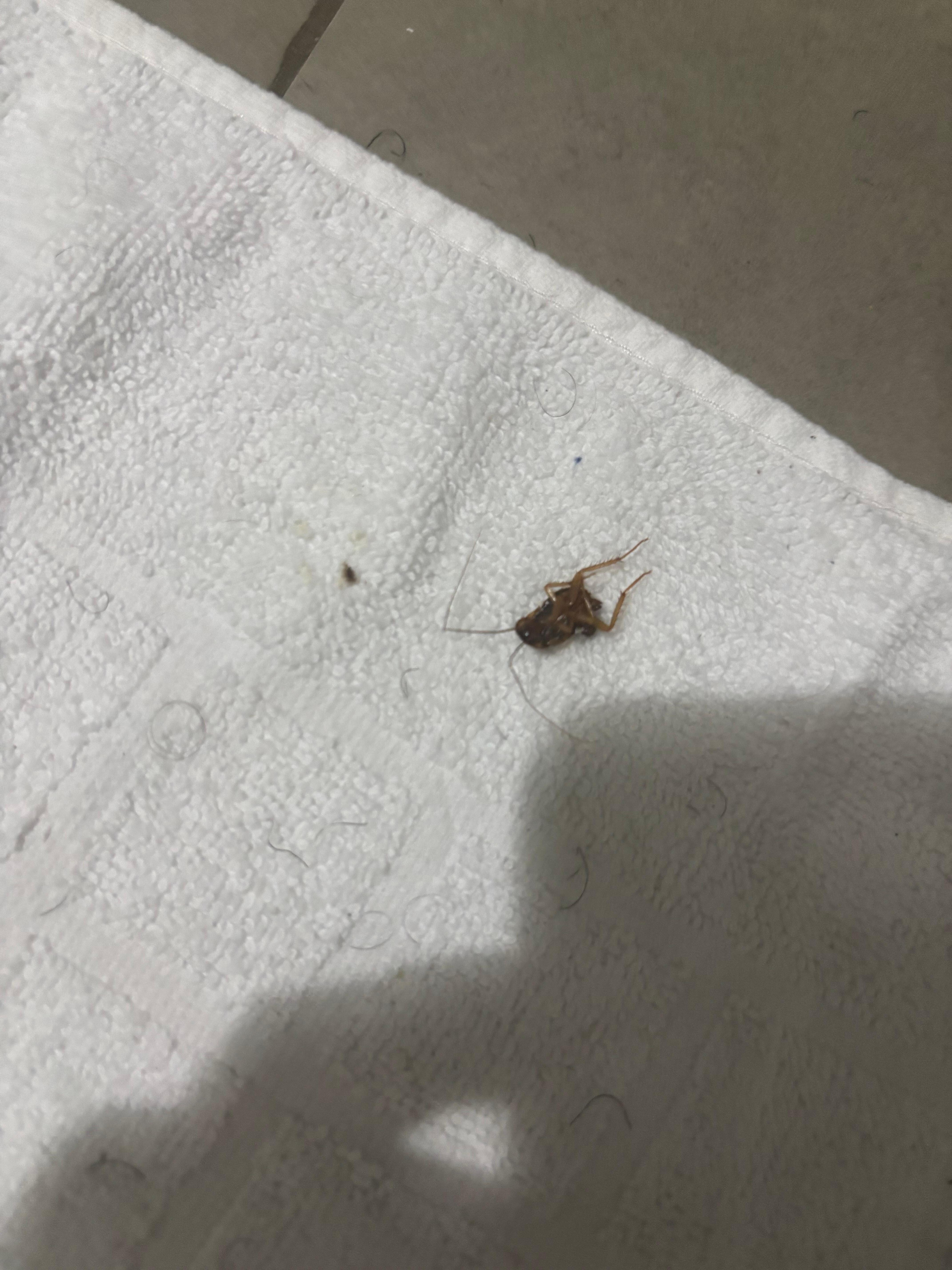 Barata na habitacao