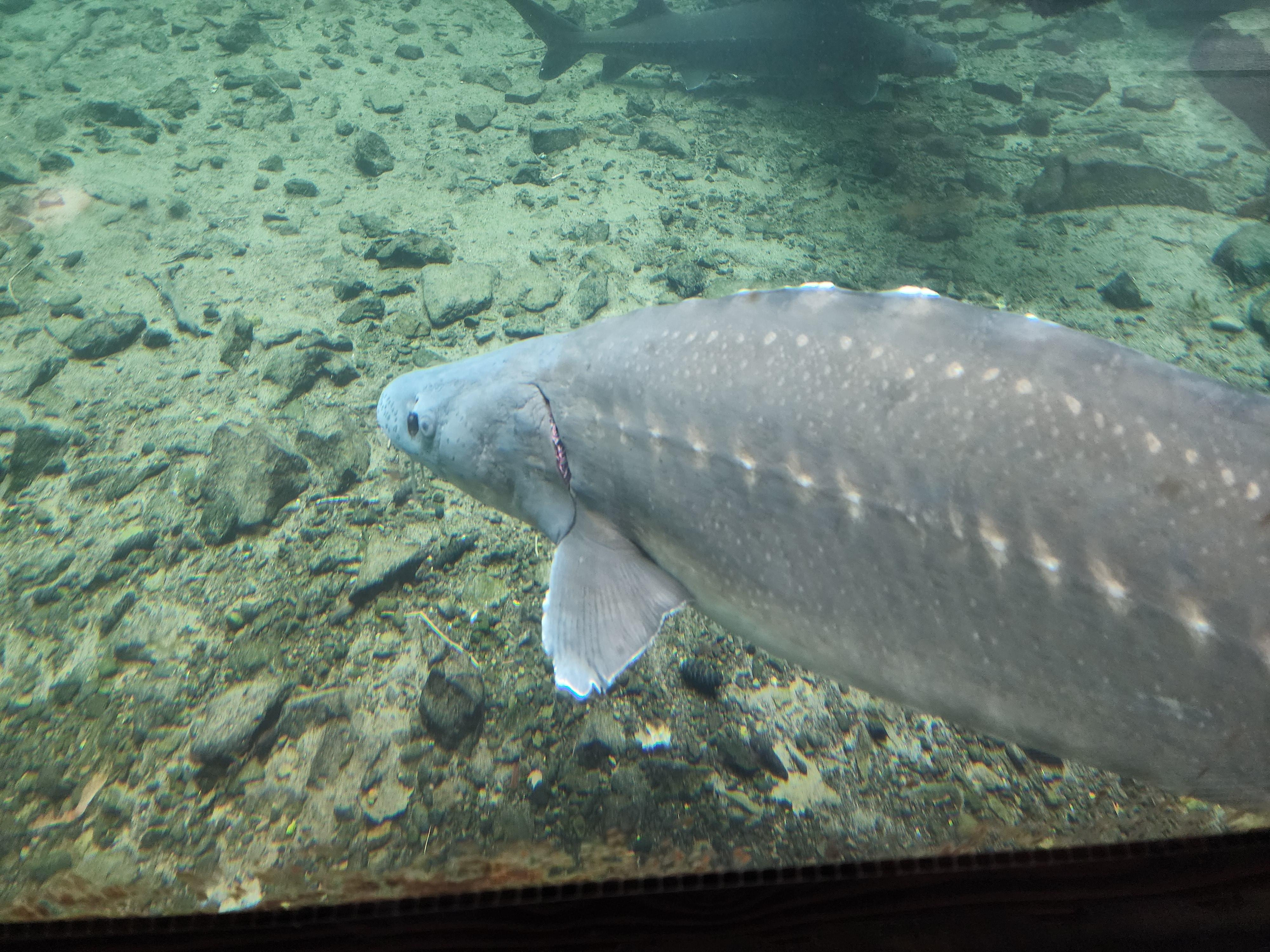 Sturgeon at Bonneville Dam 