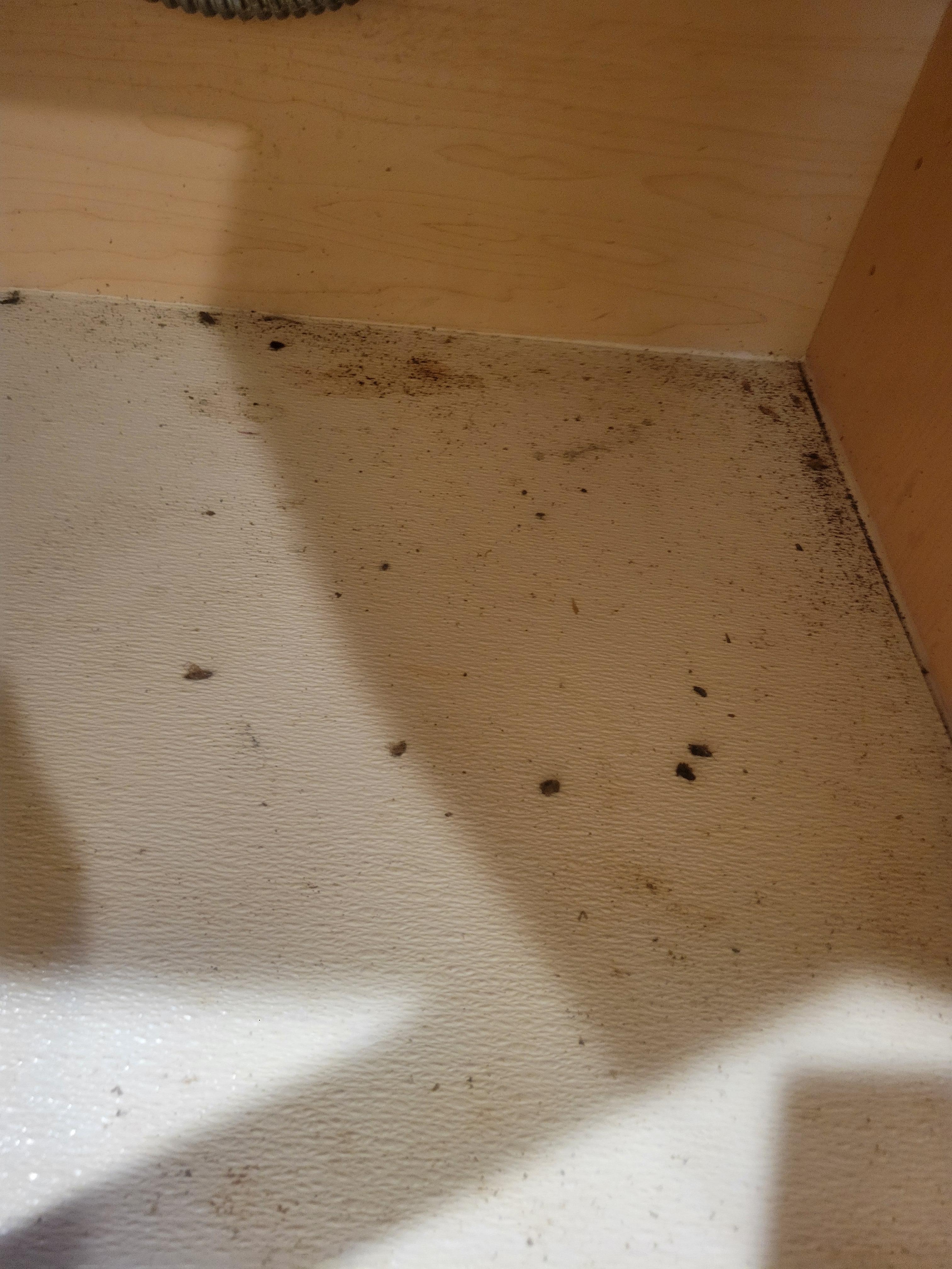 Dead roaches under the cabinet 