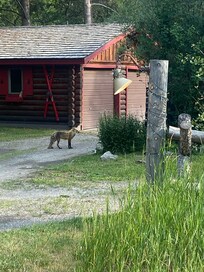 Fox running in the neighborhood.