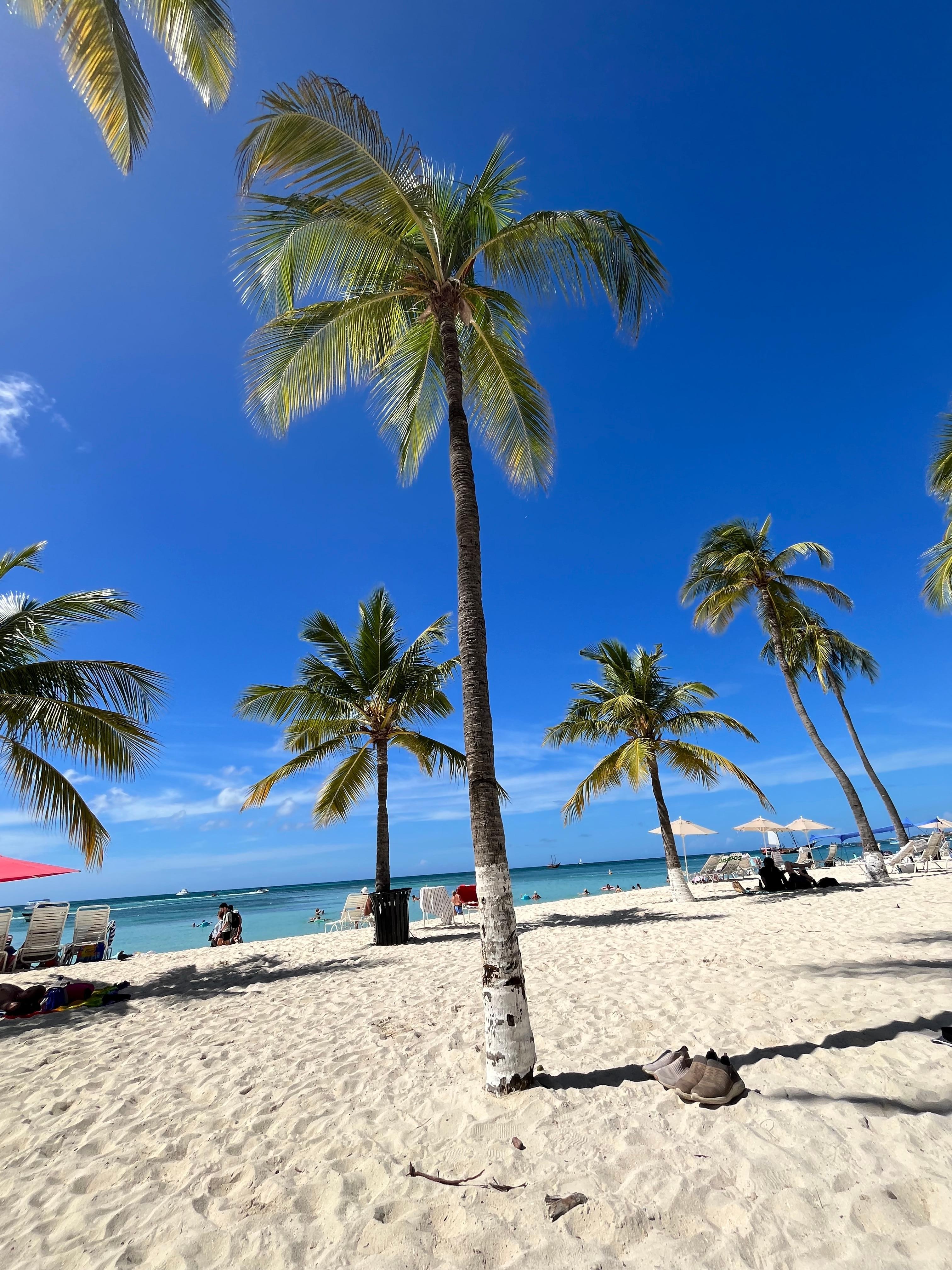 Palm trees provide shade on the beach
