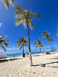 Palm trees provide shade on the beach